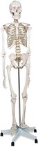 Pippa Design menselijke anatomie skelet 181,5 cm