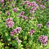 6x Marjolein (Origanum vulgare) - P9 pot (9x9)