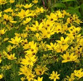 6x Meisjes ogen (Coreopsis vert. 'Zagreb') - P9 pot (9x9)