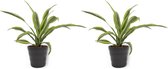 2x Kamerplant Dracaena Lemon Lime - ± 30cm hoog - In zwarte pot