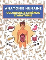 Anatomie humaine