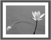 Foto in frame , 2 Witte bloemen ​, 70x100cm , Zwart wit  , Premium print
