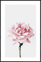 JUNIQE - Poster in kunststof lijst Peony Pink and Grey -20x30 /Ivoor &