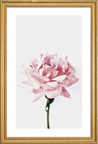 JUNIQE - Poster met houten lijst Peony Pink and Grey -60x90 /Ivoor &