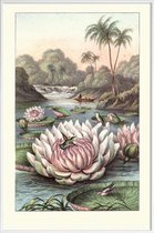 JUNIQE - Poster in kunststof lijst Water Lily -40x60 /Grijs & Groen