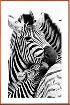 JUNIQE - Poster met kunststof lijst Zebras -60x90 /Wit & Zwart