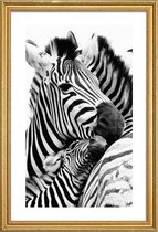 JUNIQE - Poster met houten lijst Zebras -30x45 /Wit & Zwart