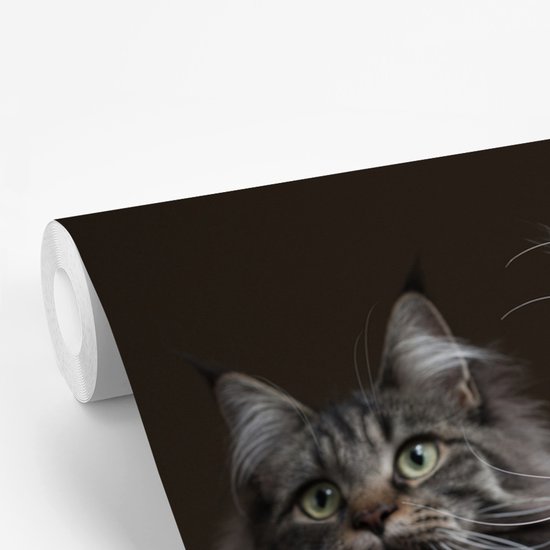 Deux adorables chats Maine Coon papier peint photo vinyle largeur 450 cm x hauteur 300 cm - Tirage photo sur papier peint (disponible en 7 tailles)
