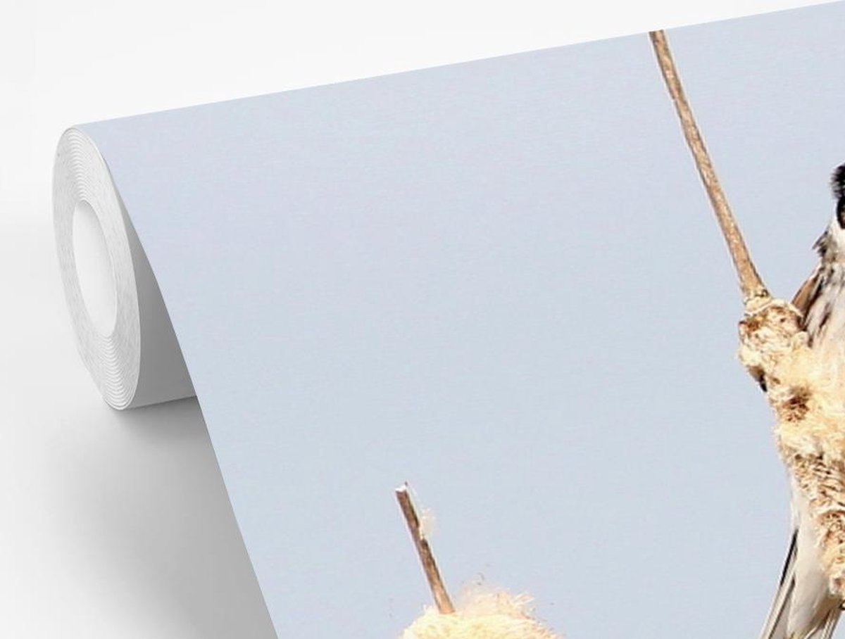 Fotobehang Rietgors - Mannelijke Europese Rietgors op  lisdod breedte 420 cm x hoogte 260 cm - Foto print op vinyl behang (in 7 formaten beschikbaar) - slaapkamer/woonkamer/kantoor - Nr1Wallpaper