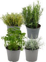 ZynesFlora - Italiaanse Kruidenplanten - 4 Stuks - Ø 12 cm - Hoogte: 12-15 cm - Buitenplant - Kamerplant - Tuinkruiden