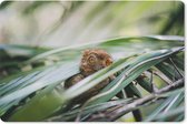 Muismat - Mousepad - Filipijns spookdier tussen de bladeren - 27x18 cm