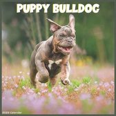 Bulldog Puppy 2022 Calendar