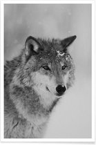 JUNIQE - Poster The Wolf -20x30 /Grijs