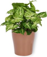 Kamerplant Syngonium Arrow - ± 25cm hoog – 12 cm diameter - in koperkleurige pot