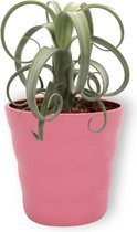 Kamerplant Tillandsia Curly Slim - Luchtplant - ± 35cm hoog - 12cm diameter - in roze pot