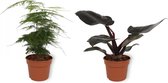 Set van 2 Kamerplanten - Asparagus Plumosus & Philodendron Black Cardinal- ±  30cm hoog - 12cm diameter