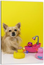 Dibond - Hond spelend met Badeenden - 60x90cm Foto op Aluminium (Wanddecoratie van metaal)