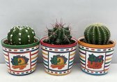 Cactus24- Cactus Bollen Mix- 3 Stuks- 9.5cm Mexico Potten- 10-15cm Hoog- Kamerplanten