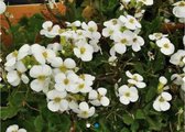 6x Arabis caucasica 'Snowcap' Rijstebrij/Randjesbloem - P9 pot (9x9)