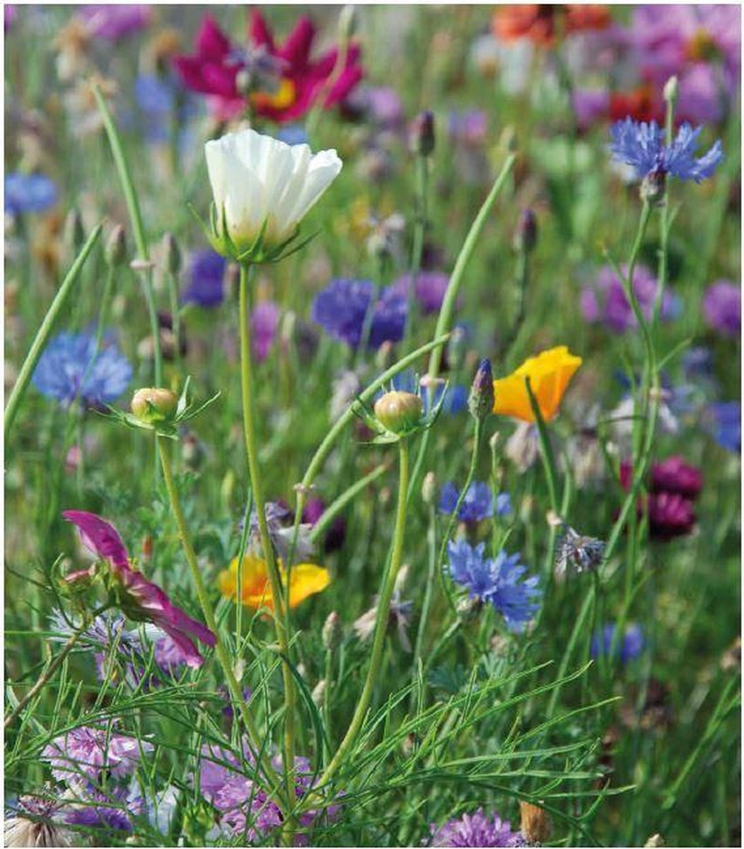 AURORA - Veldbloemenmengsel Eenjarig (wildbloemen) – Advanta – 1 kg