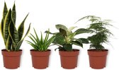Set van 4 Kamerplanten - Aloe Vera & Asparagus Plumosus & Sansevieria Superba & Philodendron White Wave  - ± 25cm hoog - 12cm diameter
