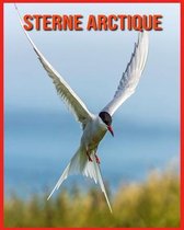 Sterne Arctique