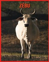 Zebu