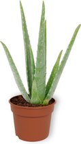 Kamerplant Aloe Vera Stek - ↕ ±25cm - 12cm diameter