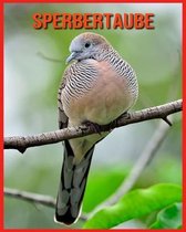 Sperbertaube