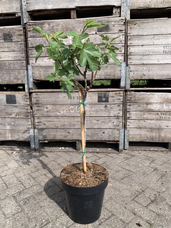 Vijgenboom XL - Ficus Carica - op stam - hoogte 120cm - pot Ø 28cm | bol.com