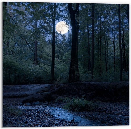 Dibond - Maneschijn door de Bomen - 50x50cm Foto op Aluminium (Wanddecoratie van metaal)