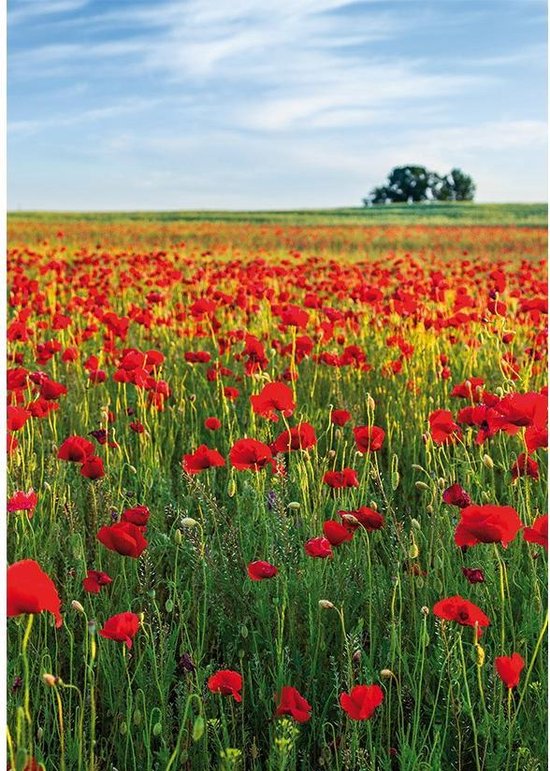 1x Zelfklevende Poster Red Flowers | 200x140cm | Rood bloemenveld