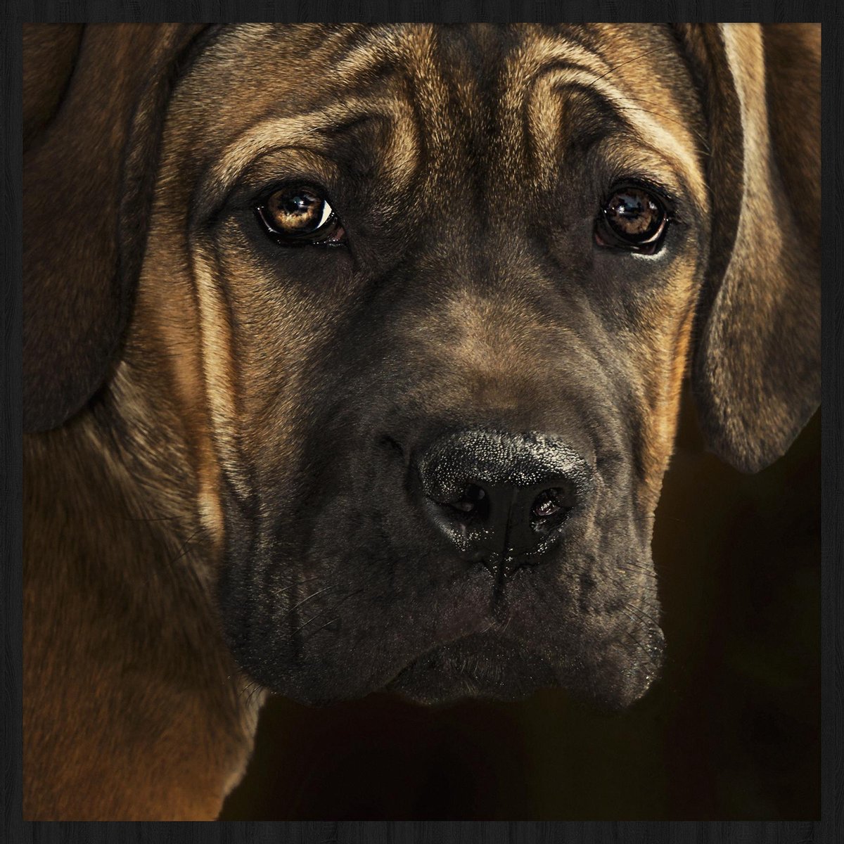Schilderij - Bordeaux hond - Collectie faces - Forex met zwarte lijst - 74x74cm