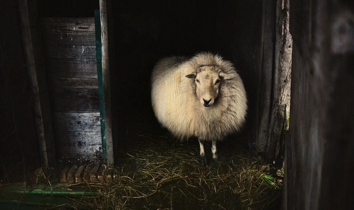 Schilderij berkenhout Schaap 118x70cm