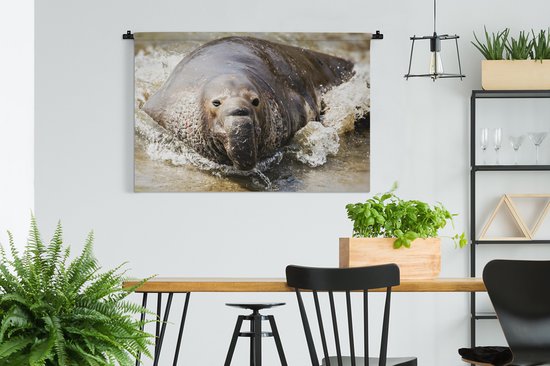 Tapisserie Animaux aquatiques - Éléphant de mer sortant de la mer Tapisserie coton 120x80 cm - Tapisserie avec photo