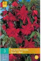 X 3 BEGONIA PENDULA ROOD 4/5