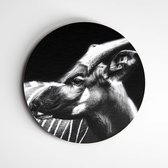 Muurcirkel Bongo zwart wit | Exclusive Animals | wanddecoratie dieren - 40x40cm