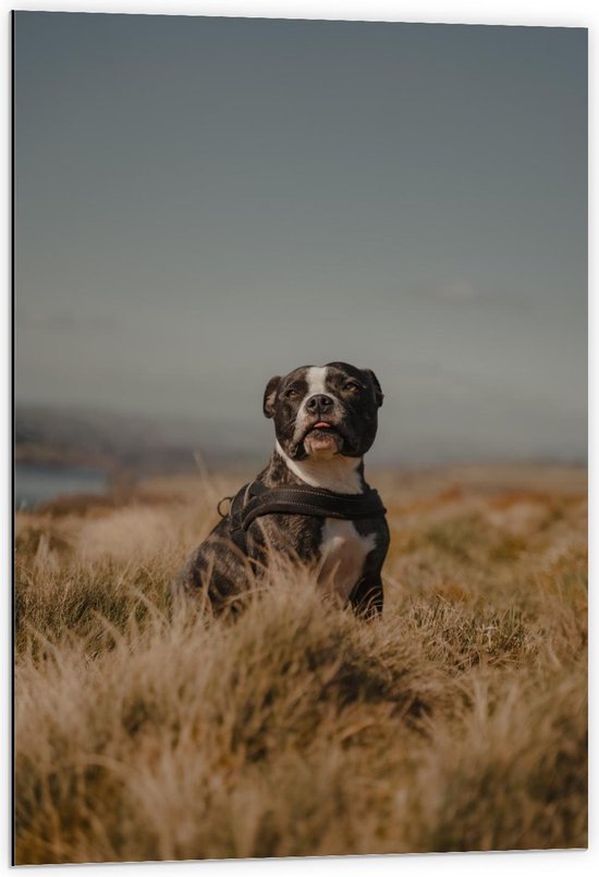 Dibond - Hond in Duingebied - 60x90cm Foto op Aluminium (Met Ophangsysteem)