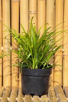 Liriope muscari 'Big Blue' - biologisch gekweekt leliegras - 12 stuks 9x9cm pot