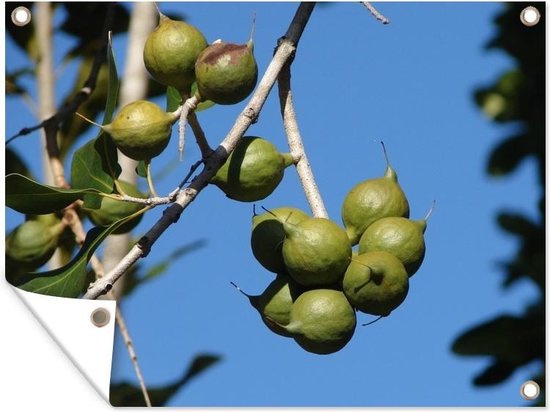 Muurdecoratie buiten Macadamianoten in een tropische boom strakblauwe