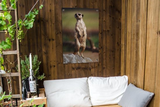 Affiche de jardin suricate regarde autour de 60x90 cm - Toile de jardin / Toile d'extérieur / Peintures d'extérieur (décoration de jardin)