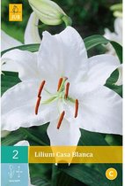 X 2 LILIUM CASA BLANCA 14/16