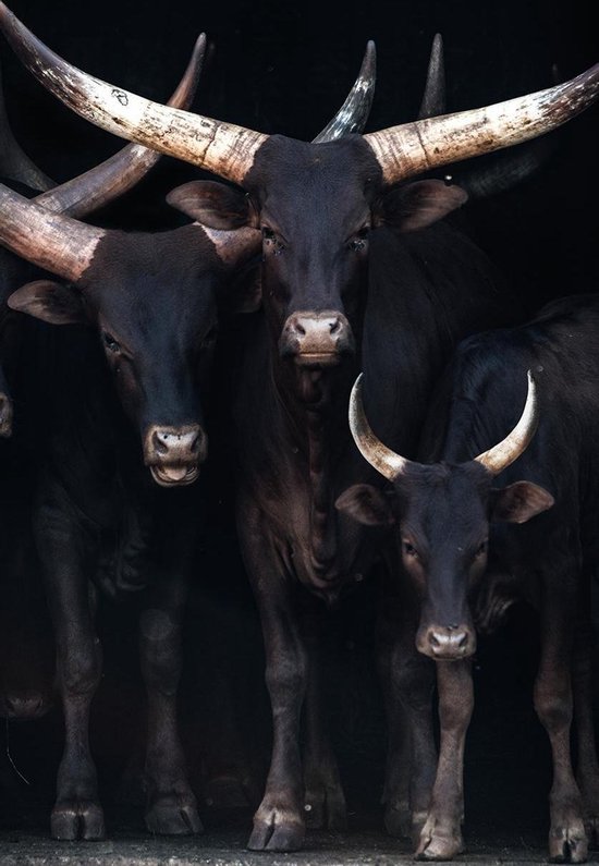 Ankole Watusi - - Fotokunst op Plexiglas - Incl. blind ophangsysteem en 5 jaar garantie