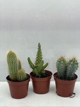 Cactus- Cactus palen mix 3 soorten-8.5 cmØ- Opuntia Tuna- Pilocereus Azereus- Pilosocereus Chrysostele