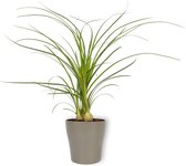Kamerplant Nolina Recurvata - Olifantspoot - ±  25cm hoog - 12cm diameter - in zilverkleurige pot