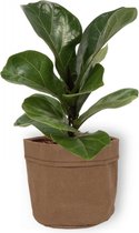 Kamerplant Ficus Bambino – Vioolplant - ± 30cm hoog – 12 cm diameter - in bruine sierzak