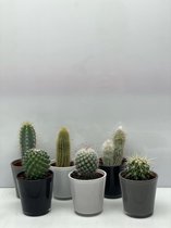 Cactus- Cactus mix 6 soorten- 6.5cmØ- moderne glazen pot ± 8-17cm hoog