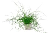 Kamerplant Juncus Liebeslocken – Kurkentrekkersgras - ± 35cm hoog – 12 cm diameter - in grijze sierzak