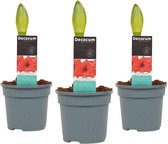 Hippeastrum Tropical Orange (3 stuks) - 25 cm, Ø 13 cm
