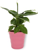 Kamerplant Musa Tropicana – Bananenplant - ± 25cm hoog – 12 cm diameter - in roze pot